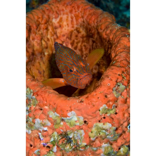 Indonesia, Raja Ampat Coral trout hides in coral